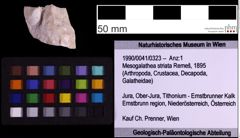 Foto (Objekt + Etiketten) von Mesogalathea striata (Remeš, 1895) (NHMW-GEO-1990-0041-0323)